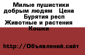 Милые пушистики добрым людям › Цена ­ 1 - Бурятия респ. Животные и растения » Кошки   